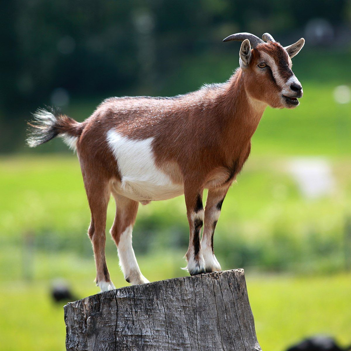 GOATZemanek