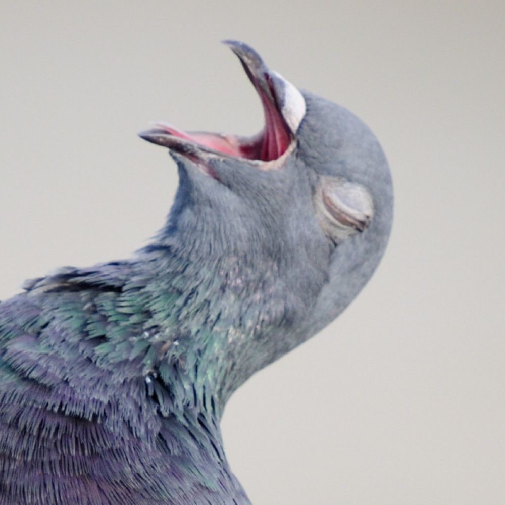 Maiigggan