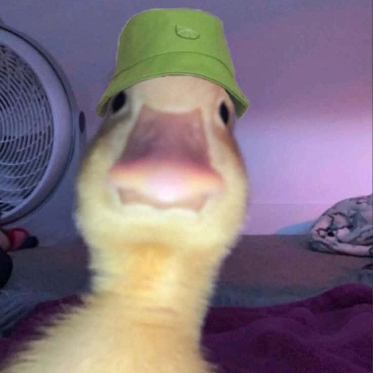 josexe