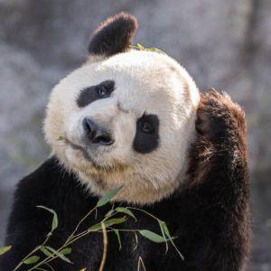 Panda2256 avatar