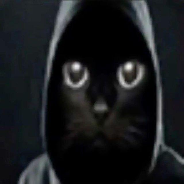 StefGuap avatar