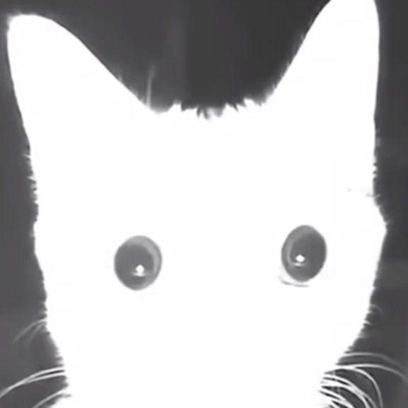Dorotii avatar