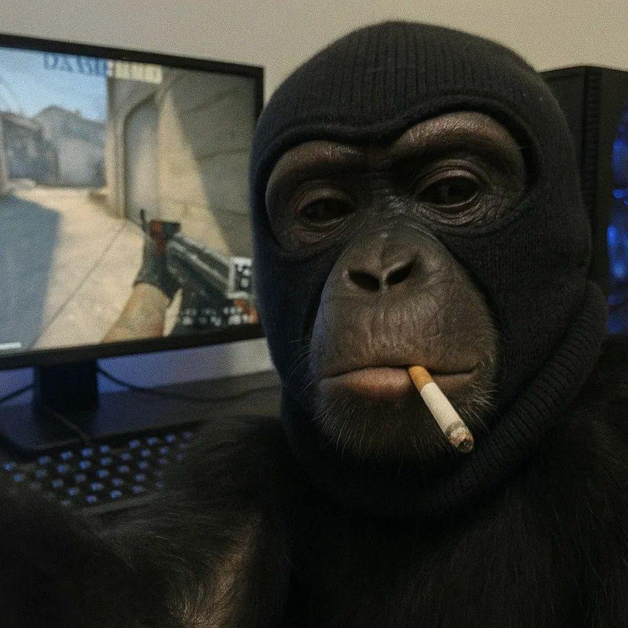 Sokkaktysa avatar