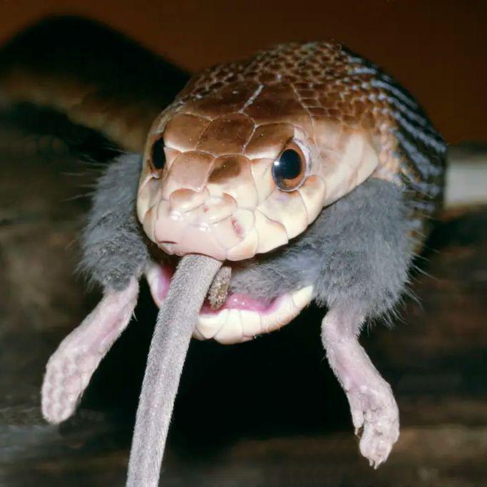 RatoCobra avatar