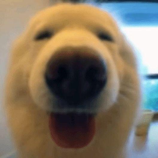 doggos