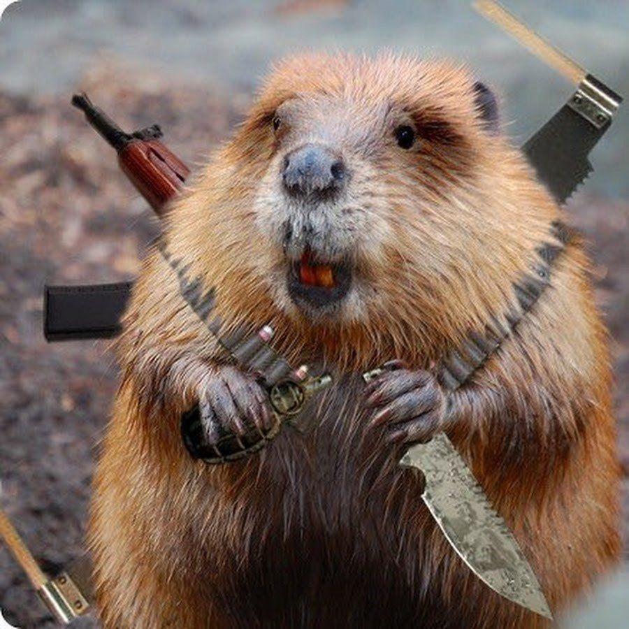 beaverTM avatar