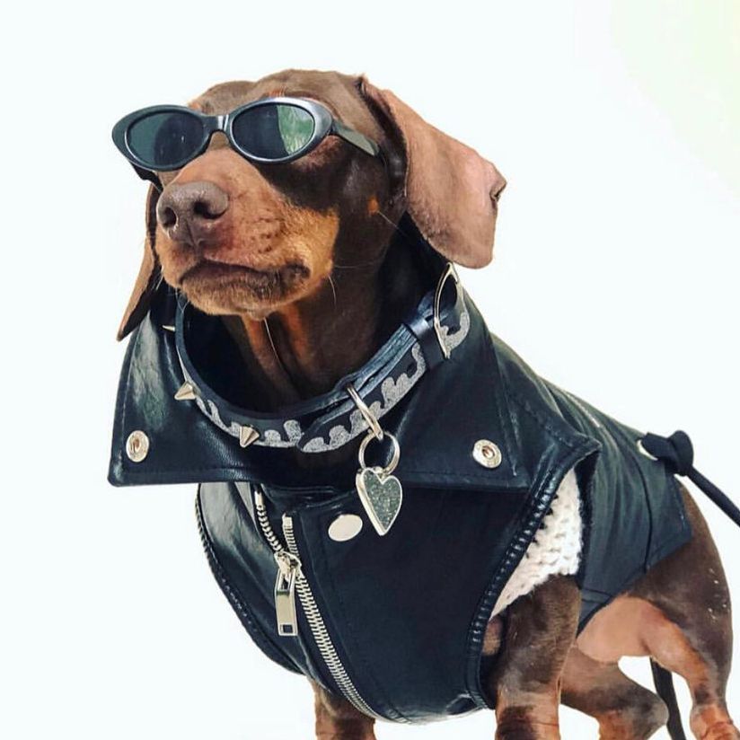 VagabonDogz