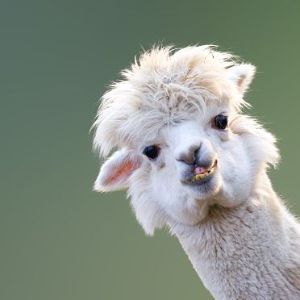 Faceit Avatar