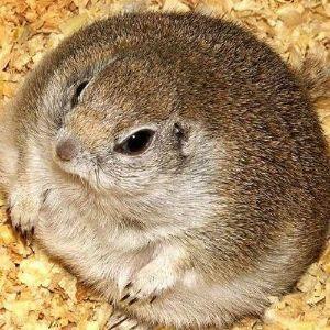 GTX_Hamster avatar