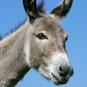 DerEselritt avatar
