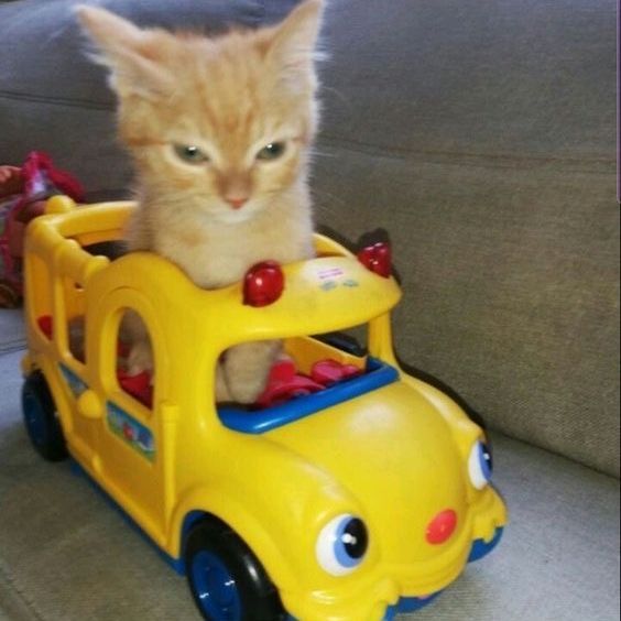 Gatito_