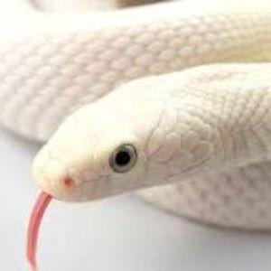 TheSnakez avatar