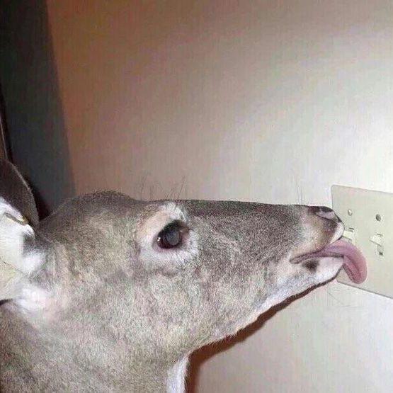 Oh-Deer avatar