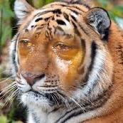 tigr28 avatar