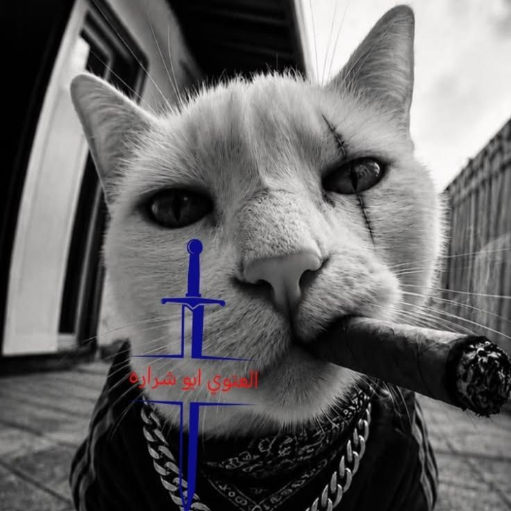 rowi666