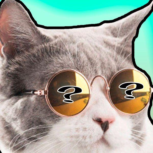 Zaccat avatar