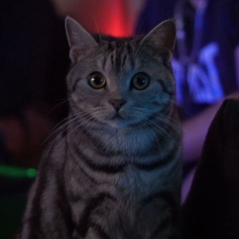 inmyhustle FACEIT avatar