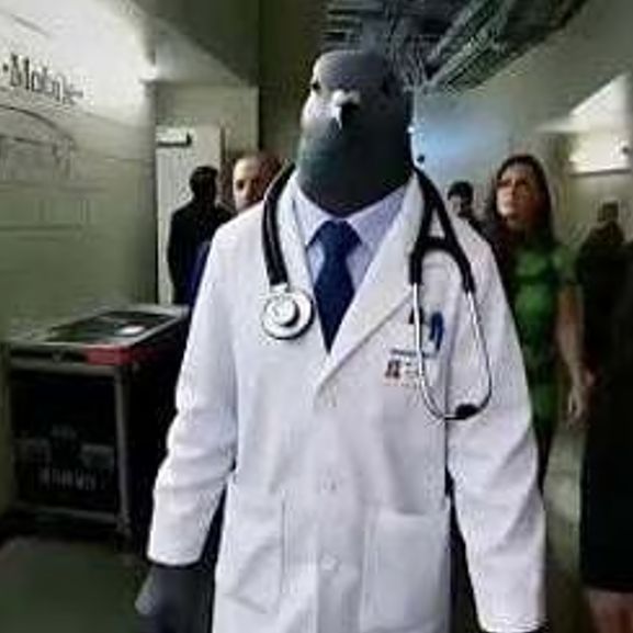 team_pigeonn1