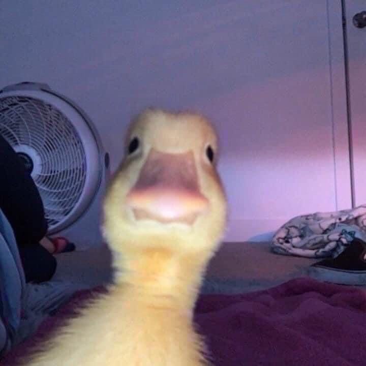 Tastemir1