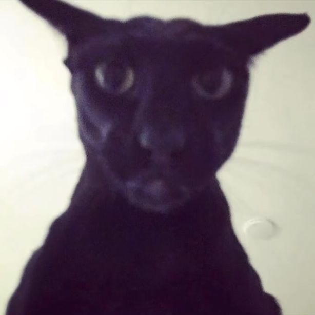 JuicyxMelon avatar