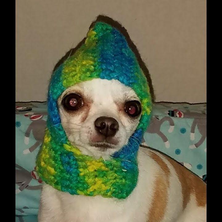 Dogewithhat