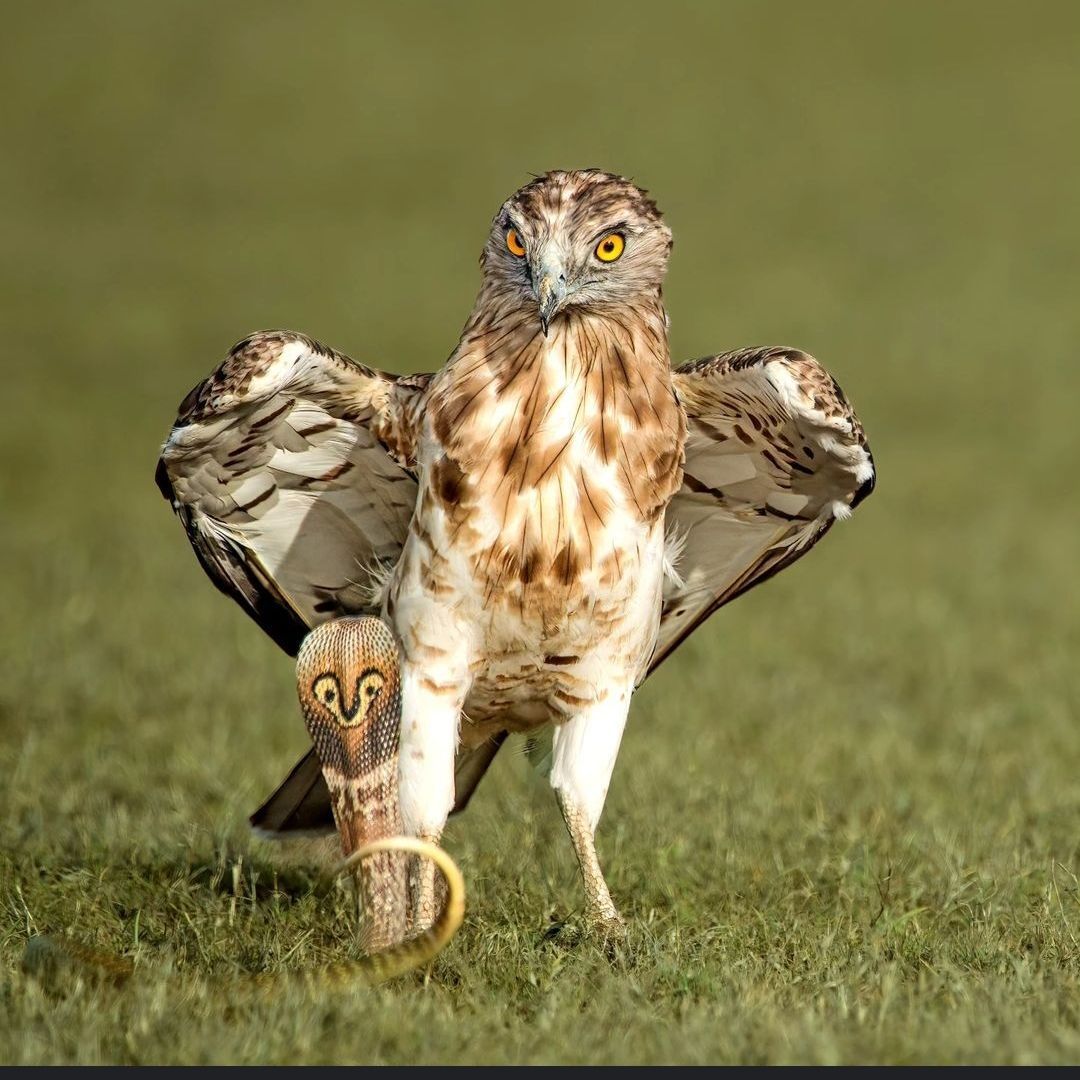 Eagle_91