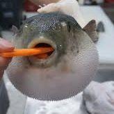 Pafferfish avatar