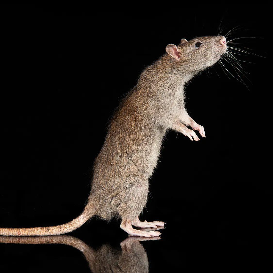 RatChad