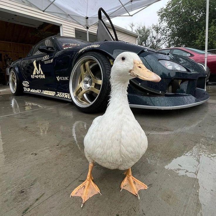 driftergoose avatar