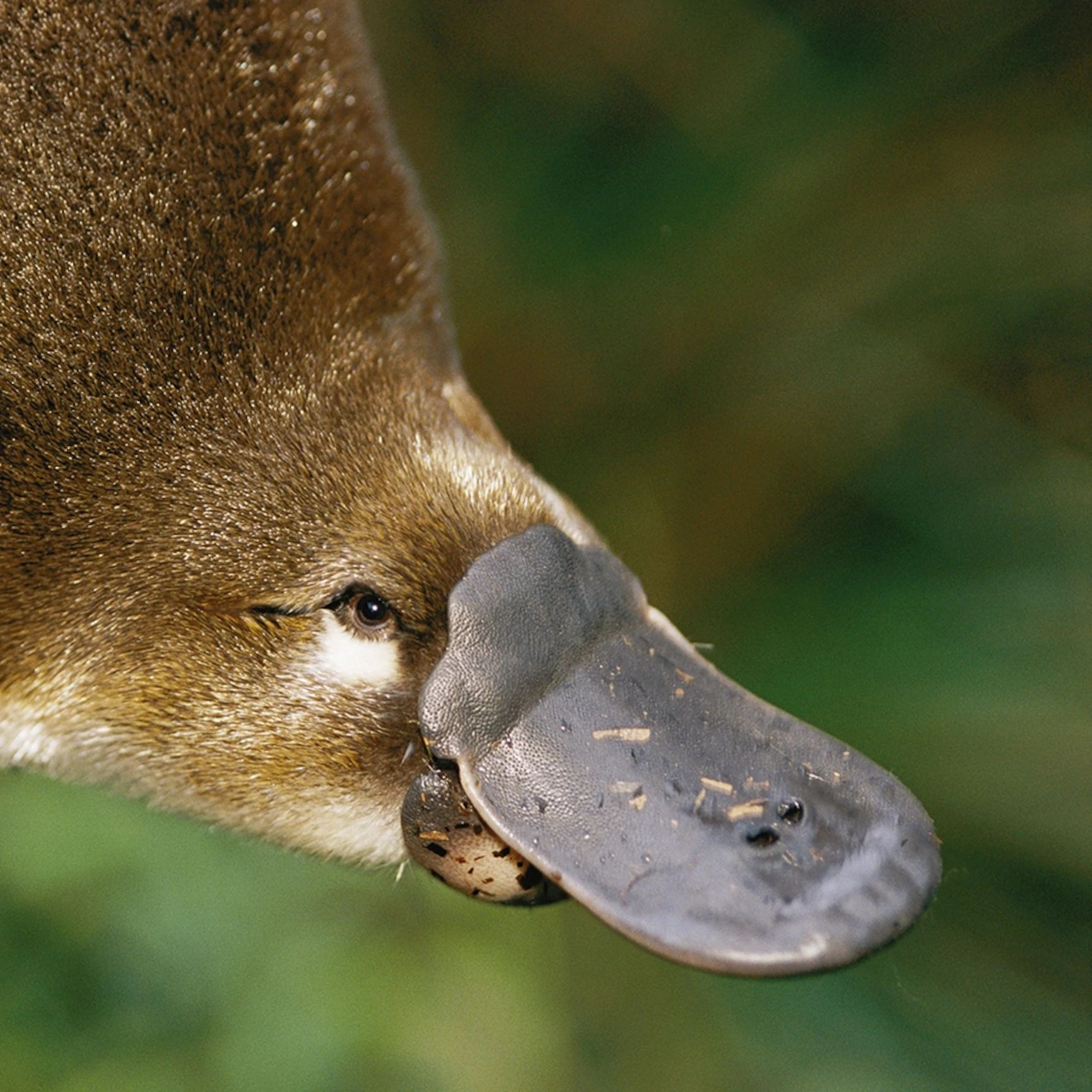 House Platypus