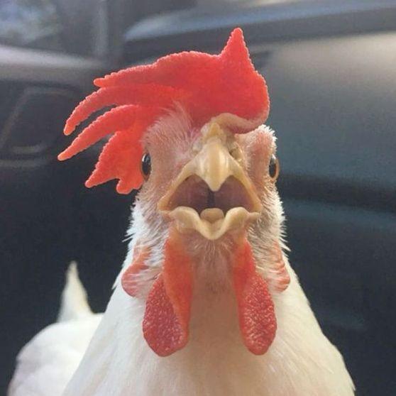 Chick3n avatar