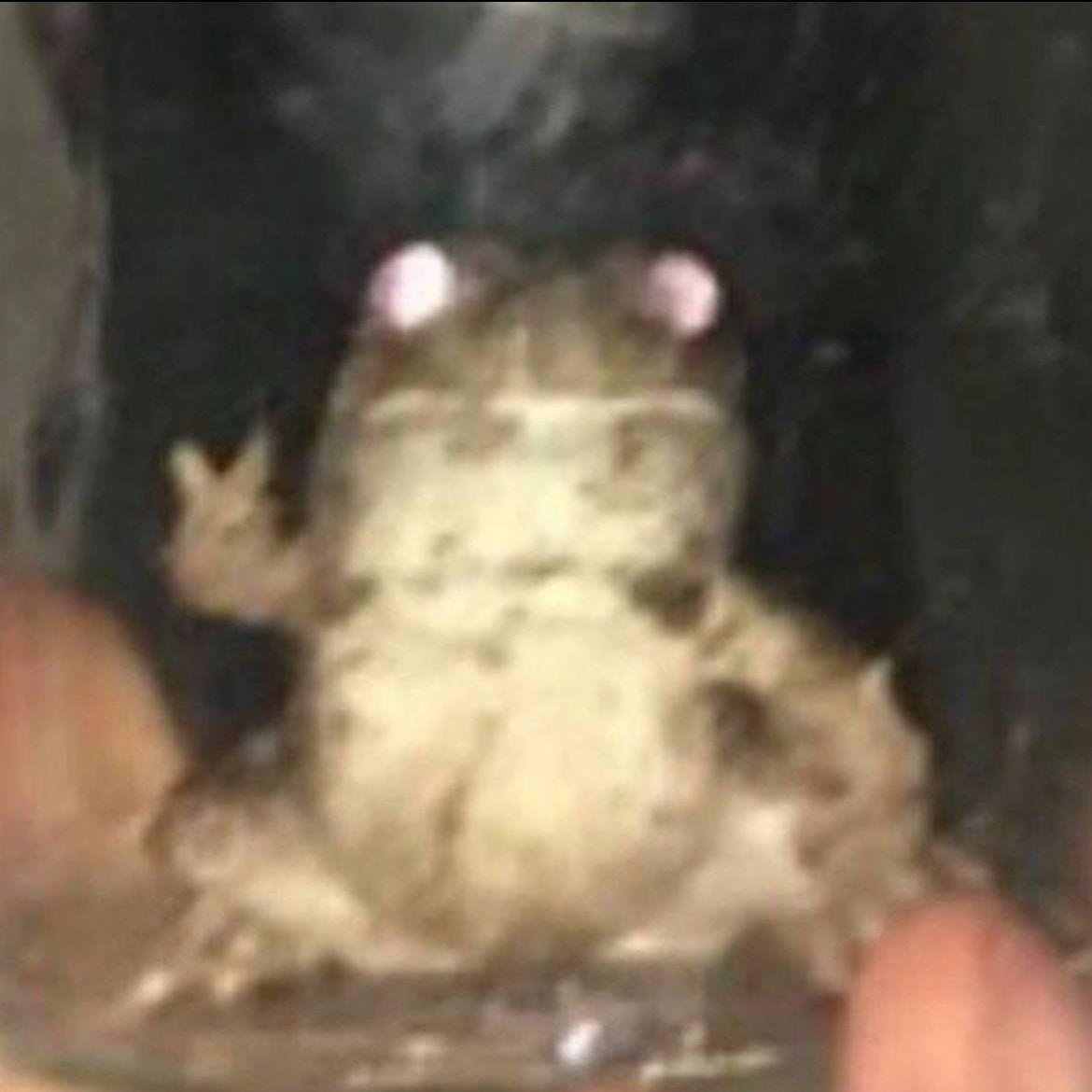roflkuz avatar