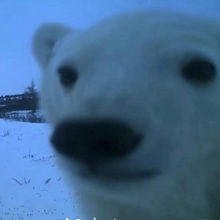 LoveBear avatar