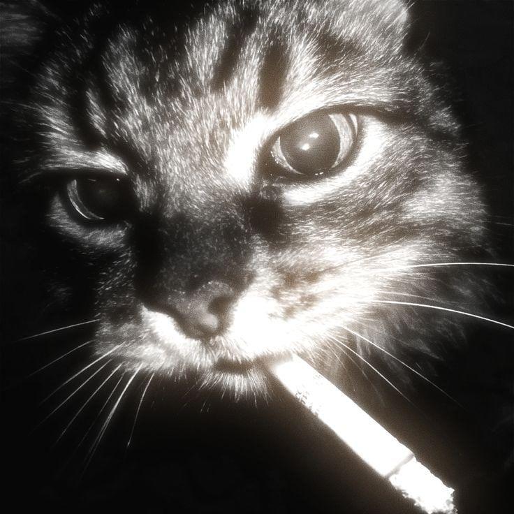 PlatzE1ns avatar