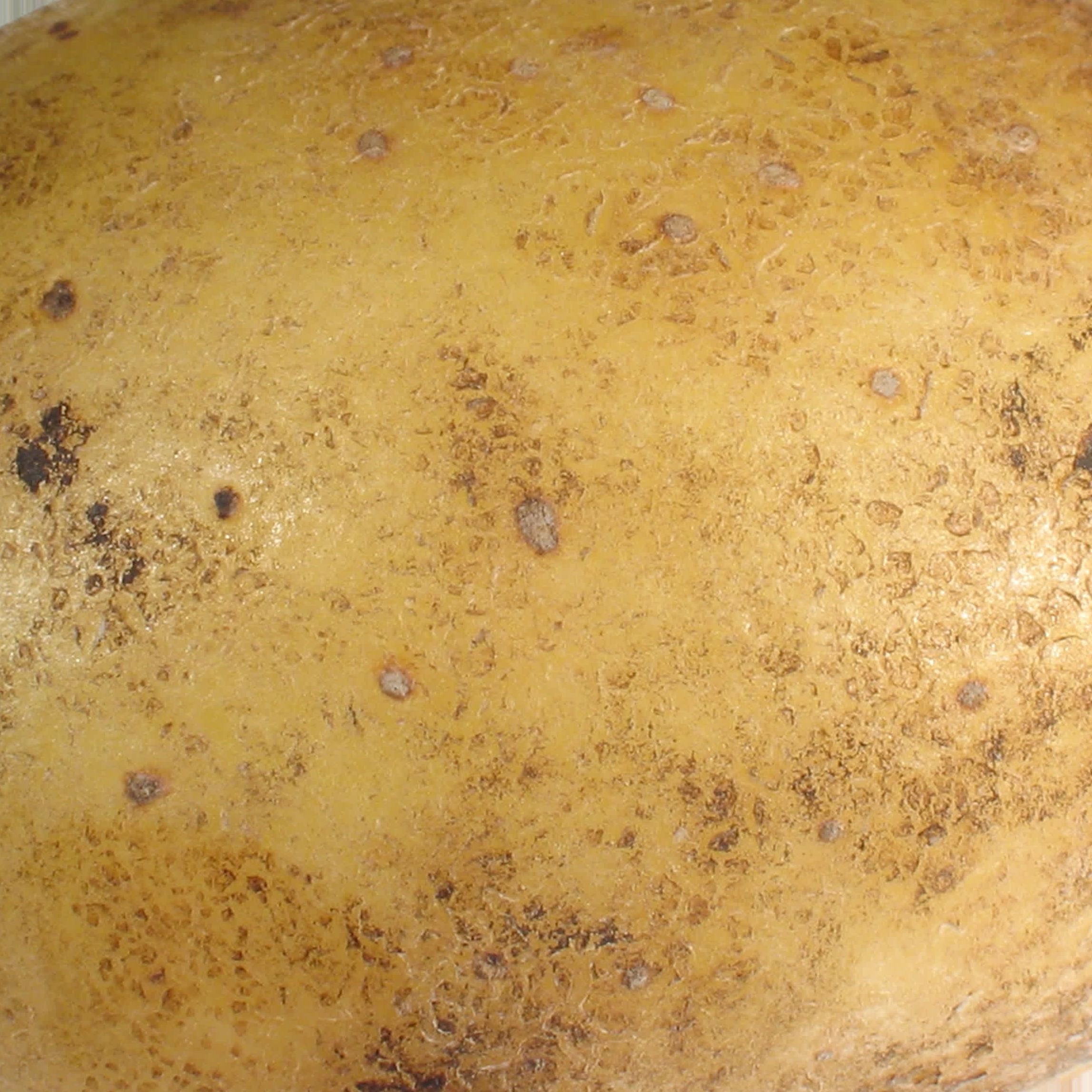 patata