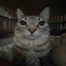 _YAKOTAK0_ avatar