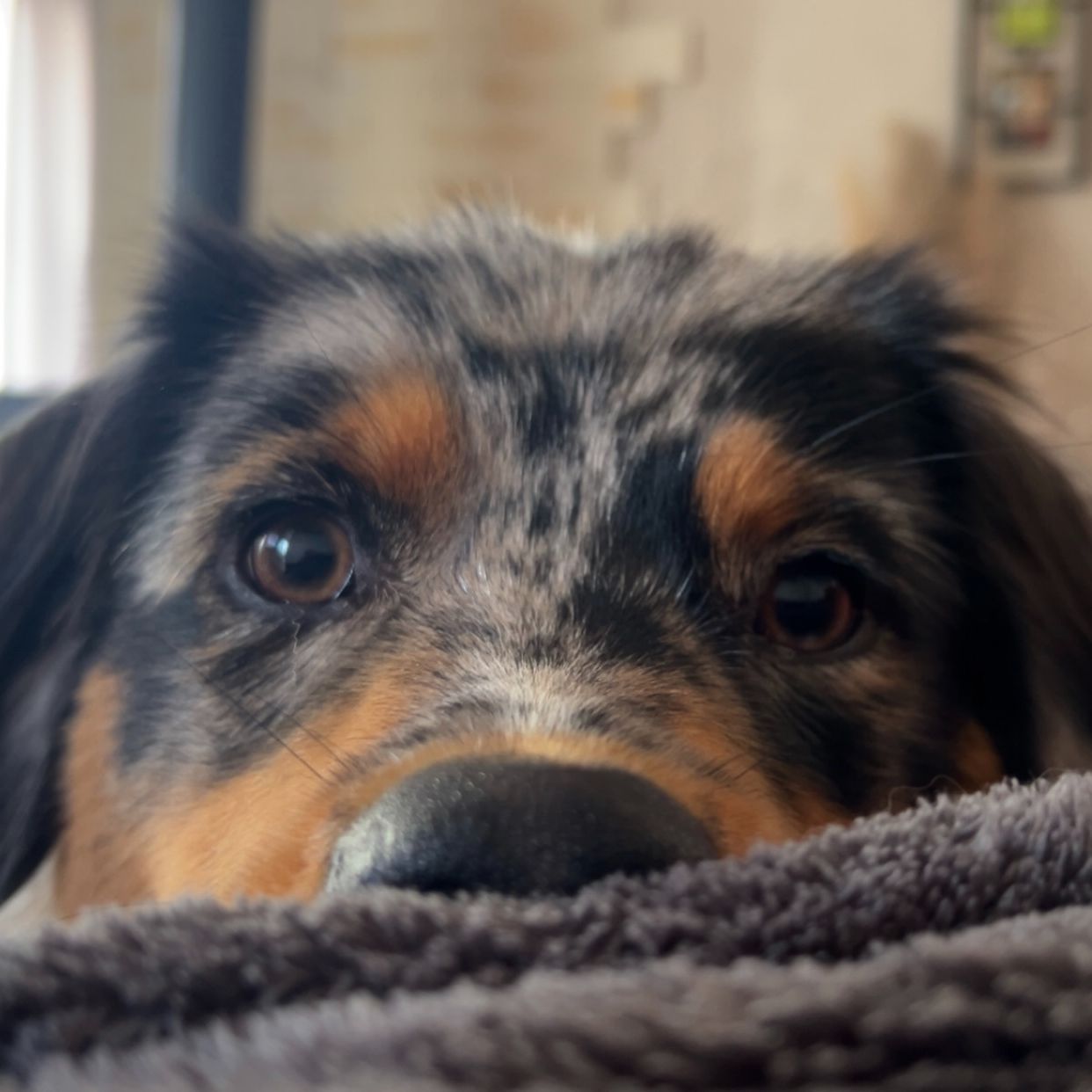 kodiakkk