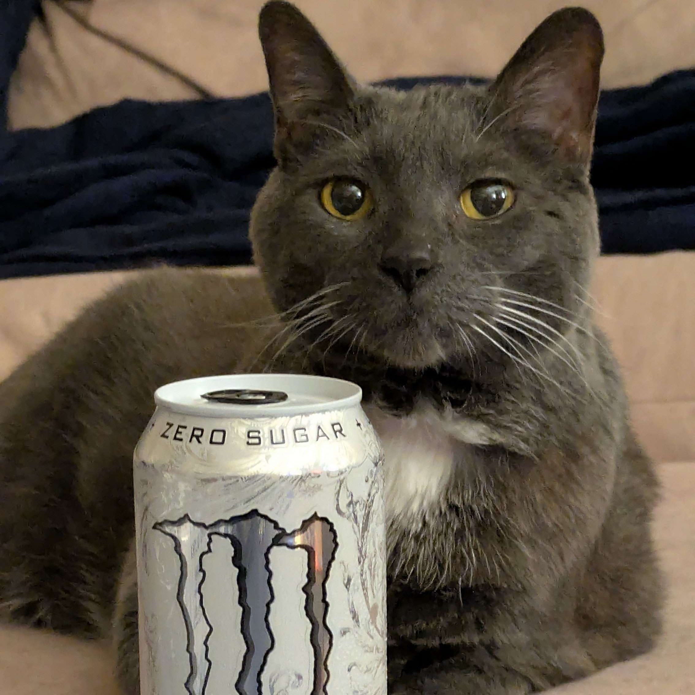 Dekter