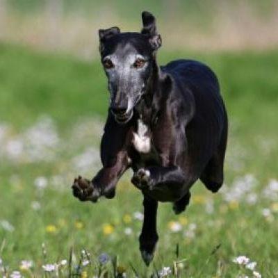 GGGREYHOUND avatar