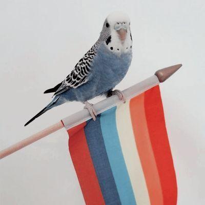P0puGaaY avatar
