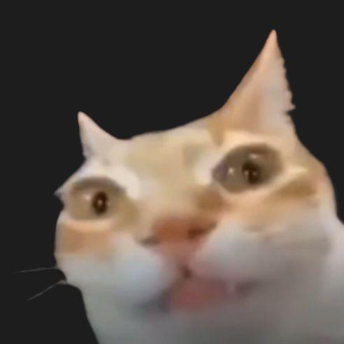 1Cat_ avatar