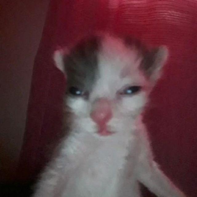 -Sa1z- avatar