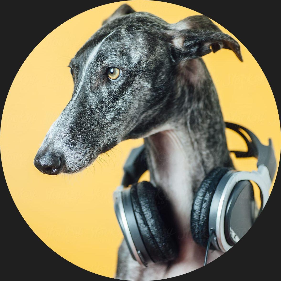 Greyhound__ avatar