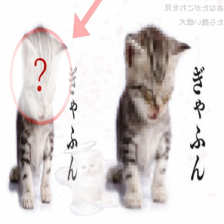 kaitokazi