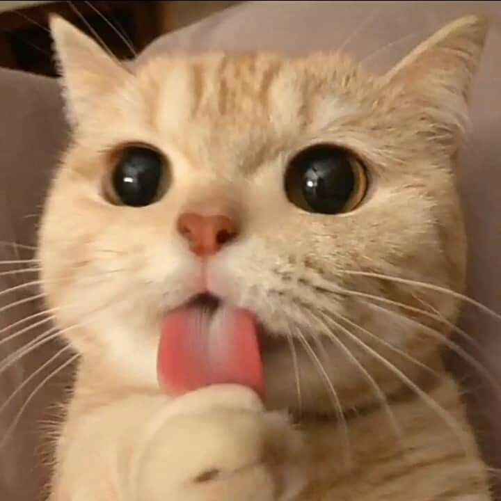 SirMauzbert avatar