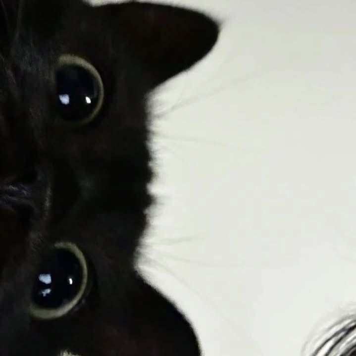 Lyalek