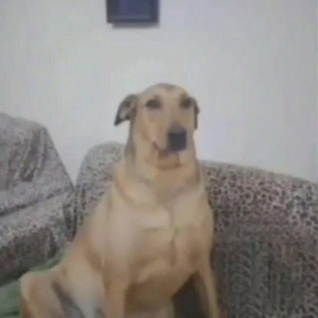 Zasranec369 avatar