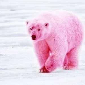 PinkPolarBears