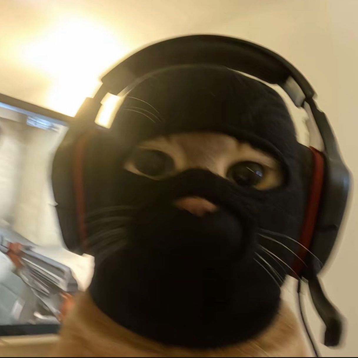 sshink FACEIT avatar