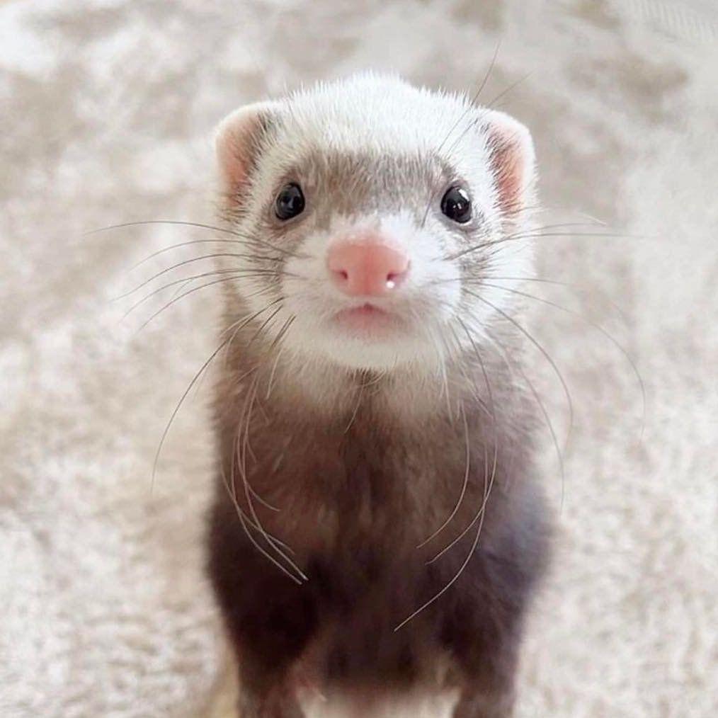 TEAM FERRETS